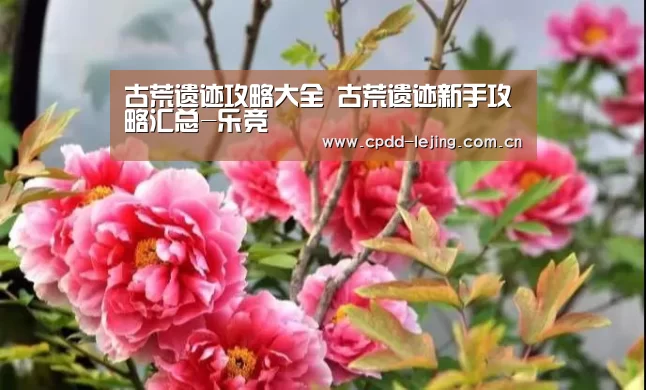 乐竞运动